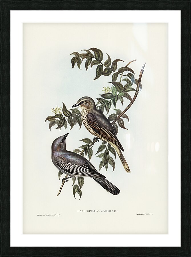 Slender Billed Cicadabird Picture Frame print