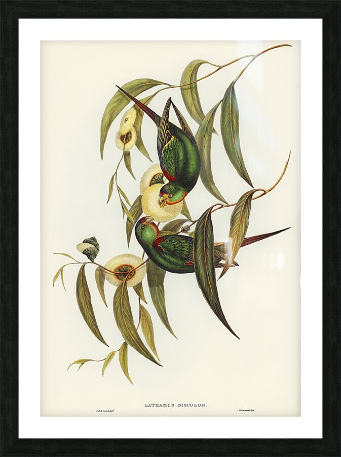 Swift Parrot Picture Frame print