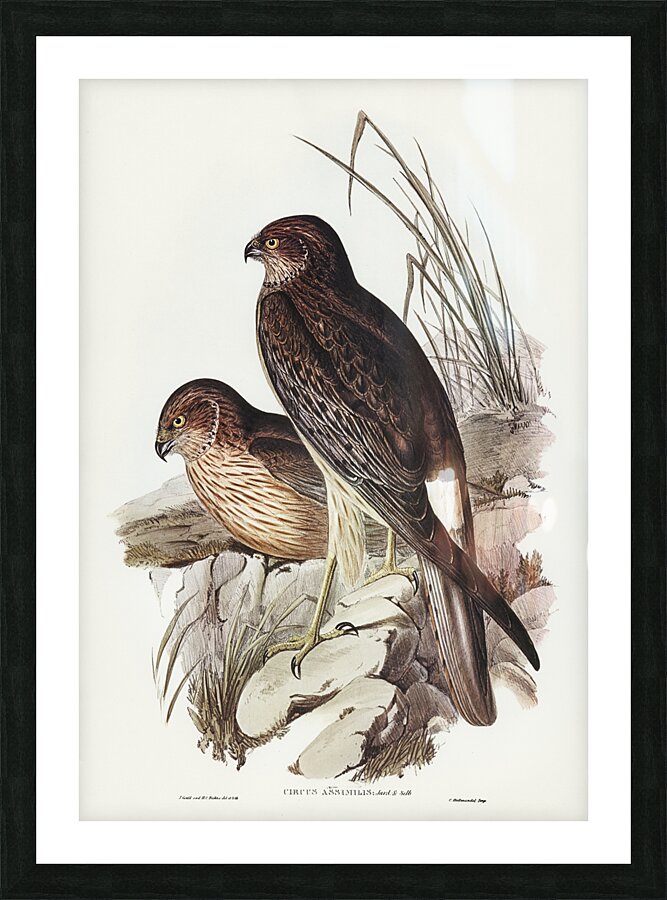 Swamp Harrier Picture Frame print
