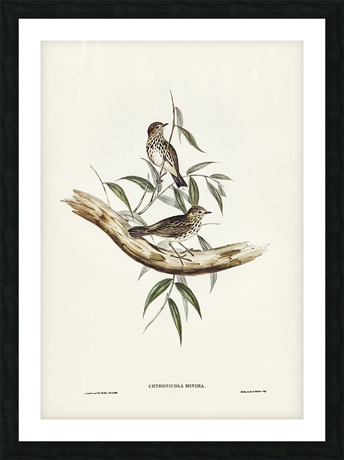Speckled Warbler Picture Frame print