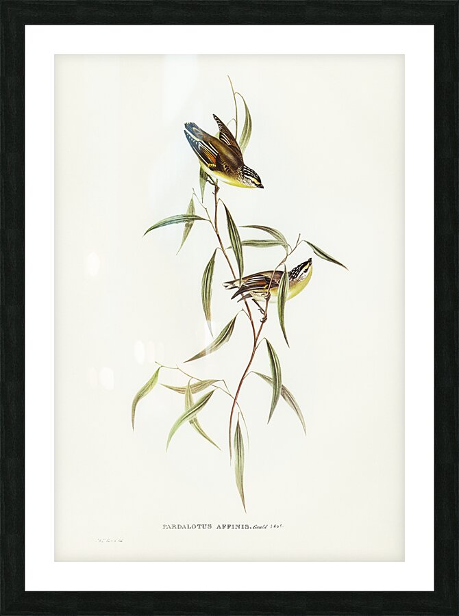 Striated Pardalote 2 Picture Frame print