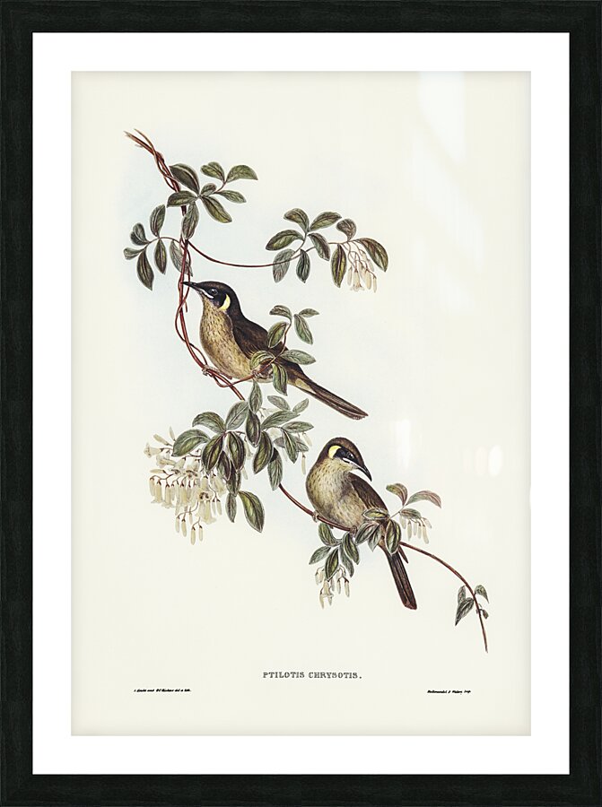 Singing Honeyeater 2 Picture Frame print