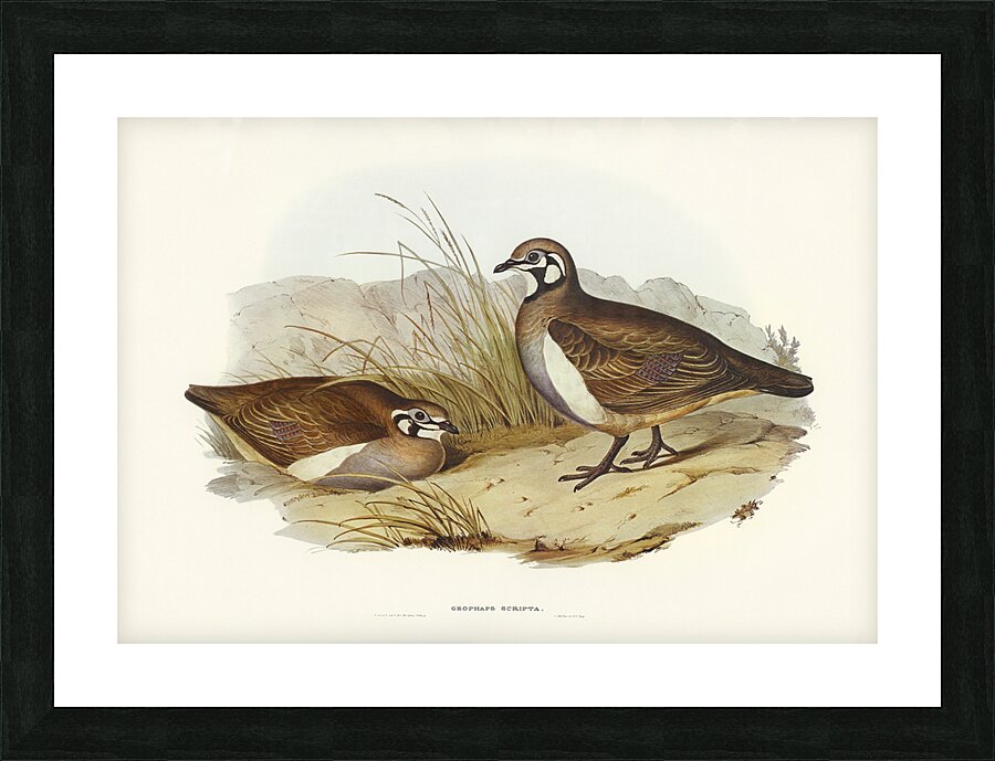 Squatter Pigeon Picture Frame print