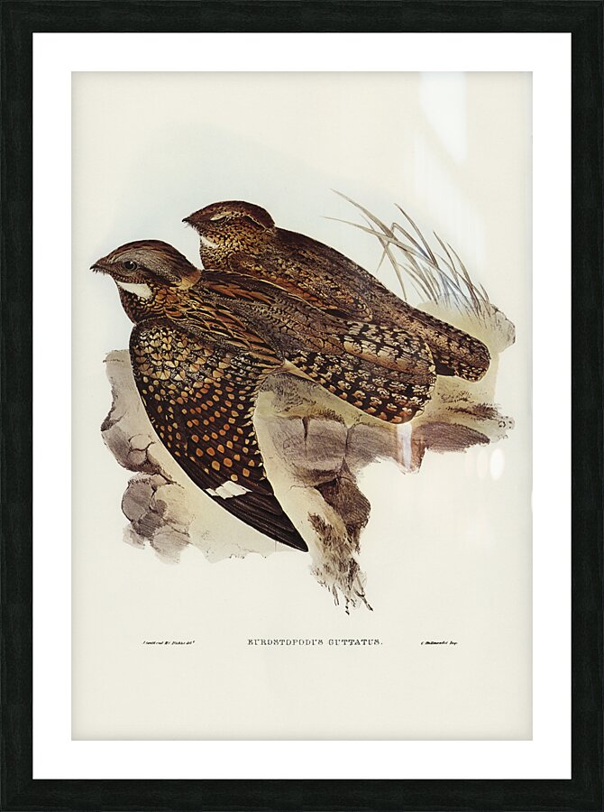 Spotted Nightjar Picture Frame print