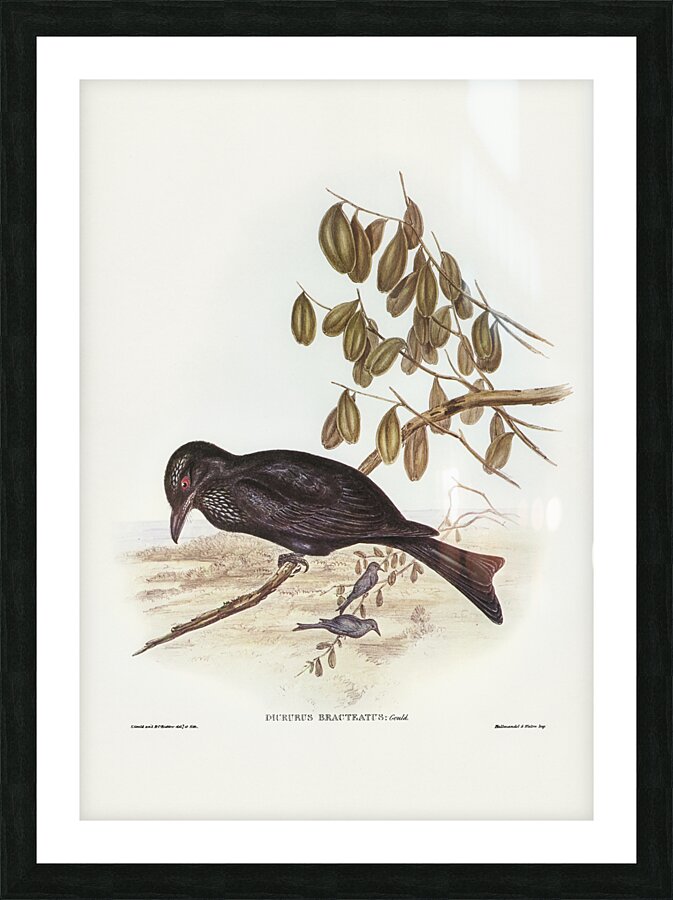 Spangled Drongo Picture Frame print