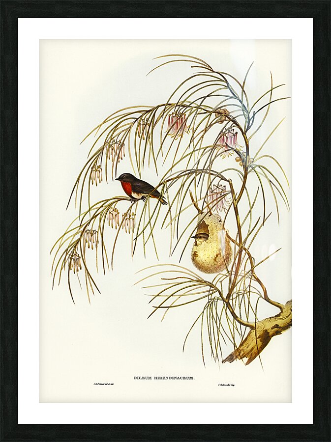 Swallow Dicaeum Picture Frame print