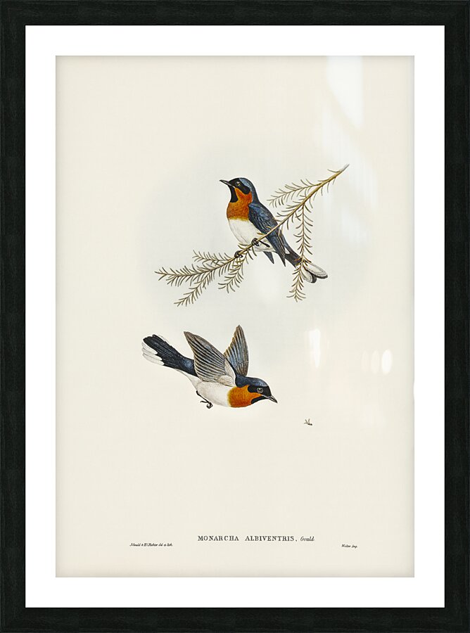 Spectacled Monarch Picture Frame print