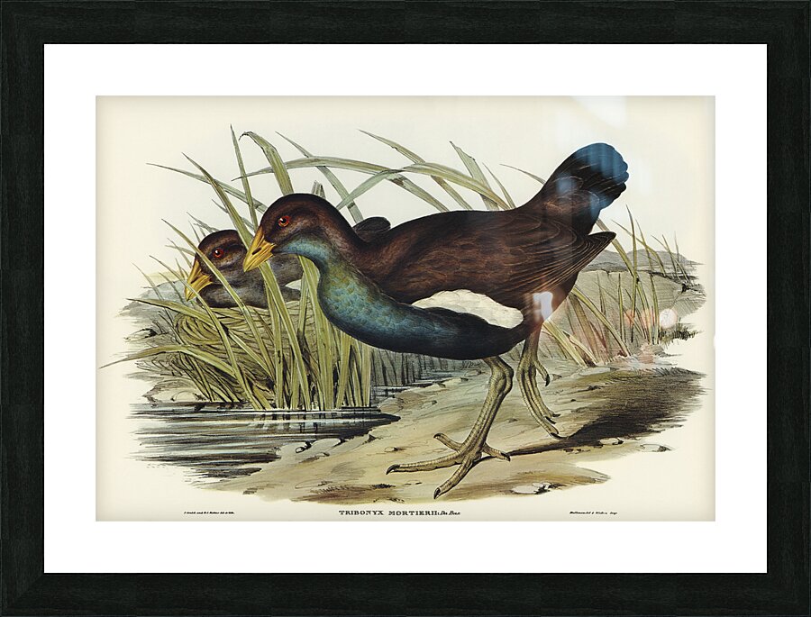 Tasmanian Nativehen Picture Frame print