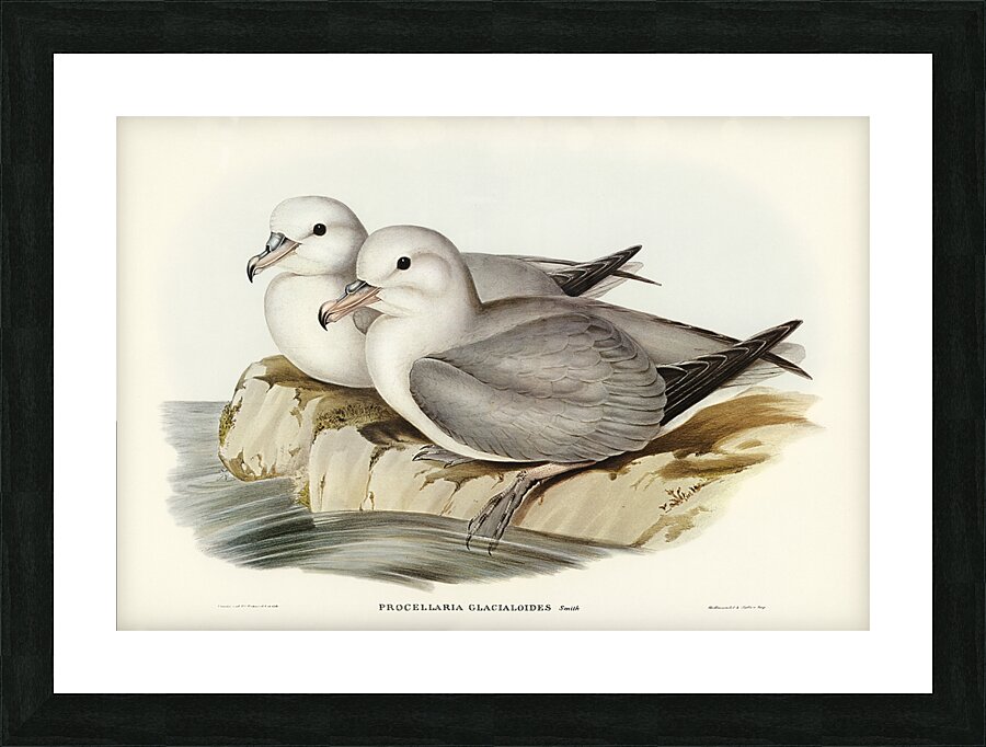 Southern Fulmar Picture Frame print