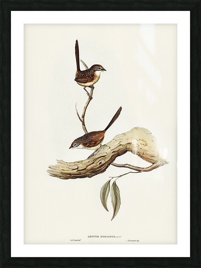 Striated Grasswren Picture Frame print