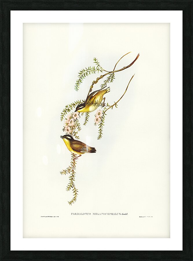 Striated Pardalote Picture Frame print