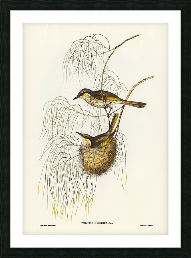 Singing Honeyeater Picture Frame print