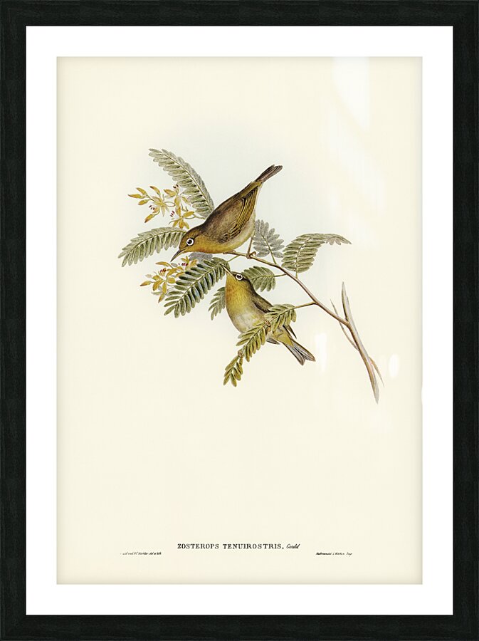 Slender Billed White Eye Picture Frame print