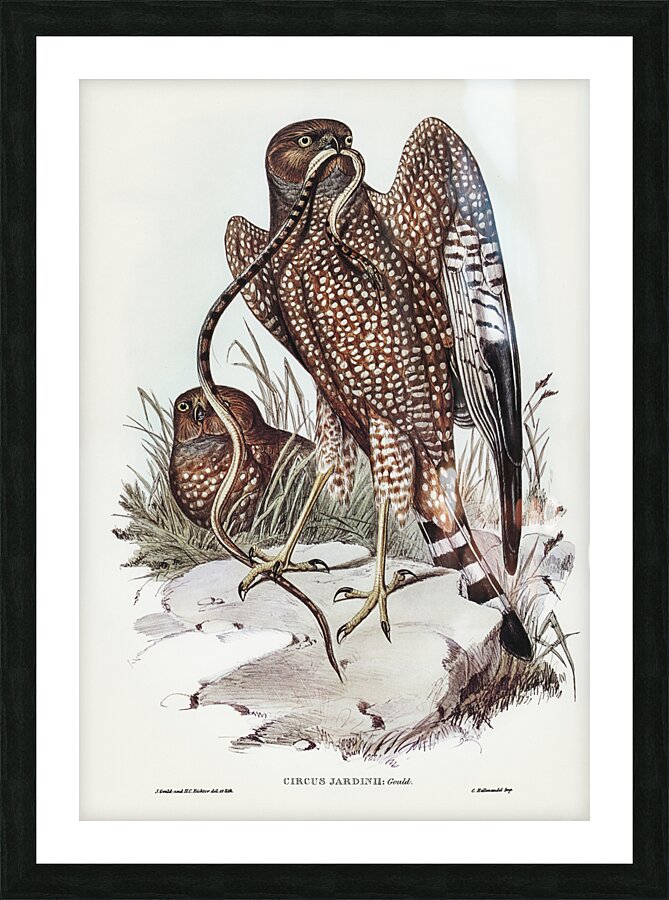 Spotted Harrier Picture Frame print