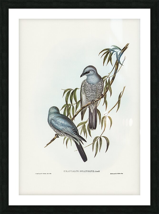 Swainson’s Graucalus Picture Frame print