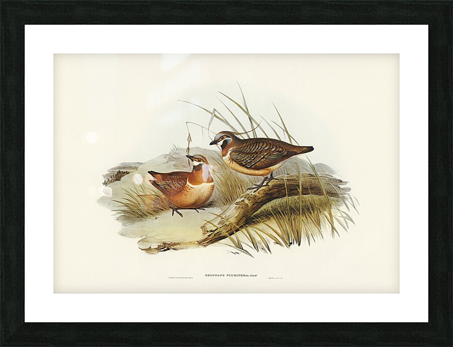 Spinifex Pigeon Picture Frame print