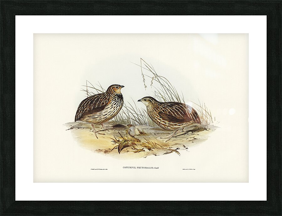 Stubble Quail Picture Frame print