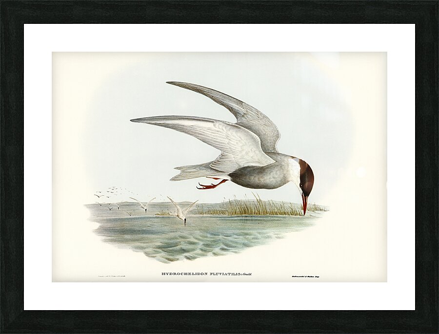 Whiskered Tern Picture Frame print