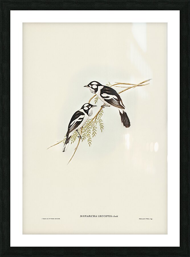 White Eared Monarch Picture Frame print
