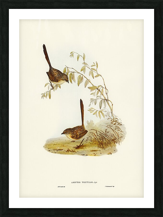 Western Grasswren Picture Frame print