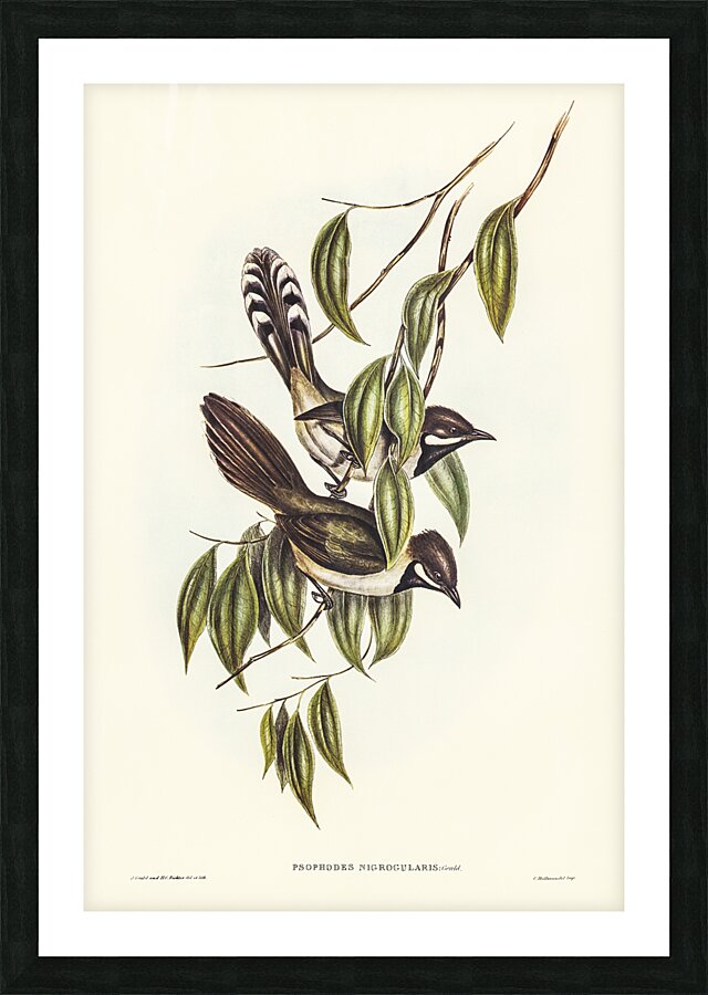 Western Whipbird Picture Frame print