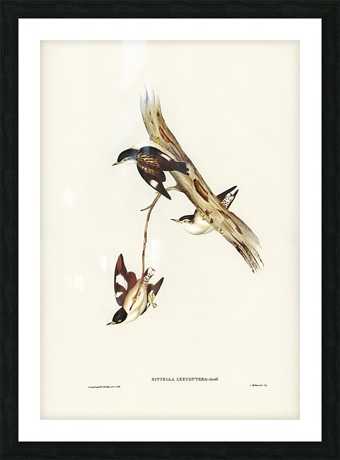 Varied Sittella 2 Picture Frame print