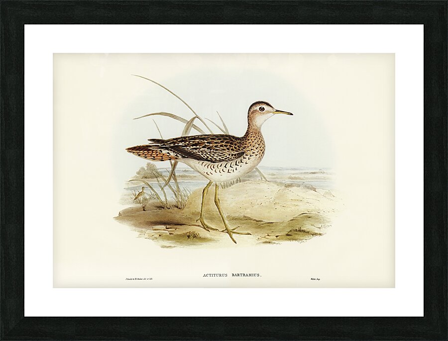 Upland Sandpiper Picture Frame print