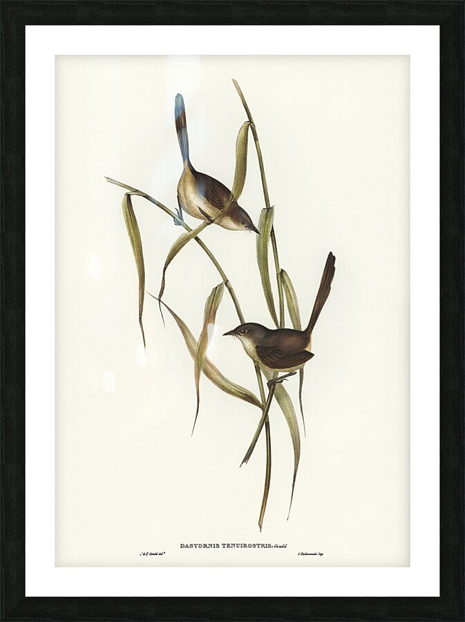 Western Bristlebird Picture Frame print