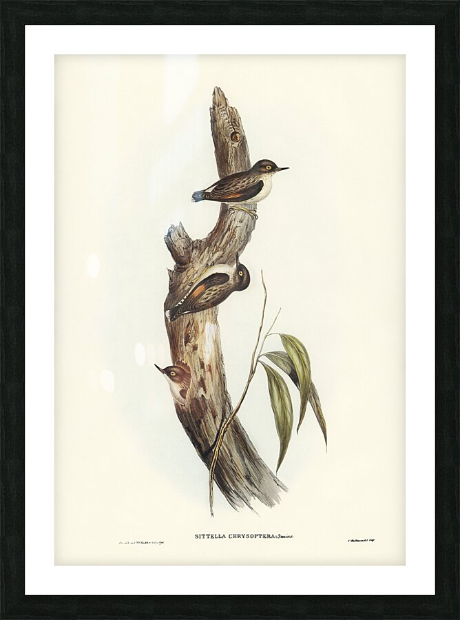 Varied Sittella 3 Picture Frame print
