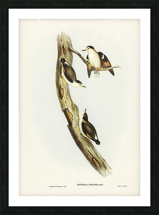 Varied Sittella 3 Picture Frame print