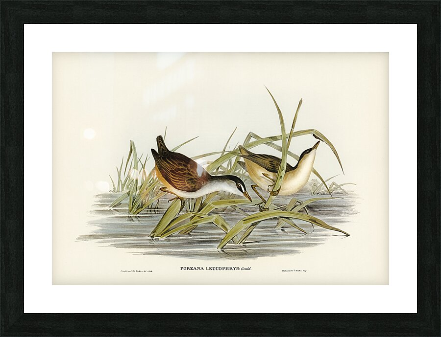 White Browed Crake Picture Frame print