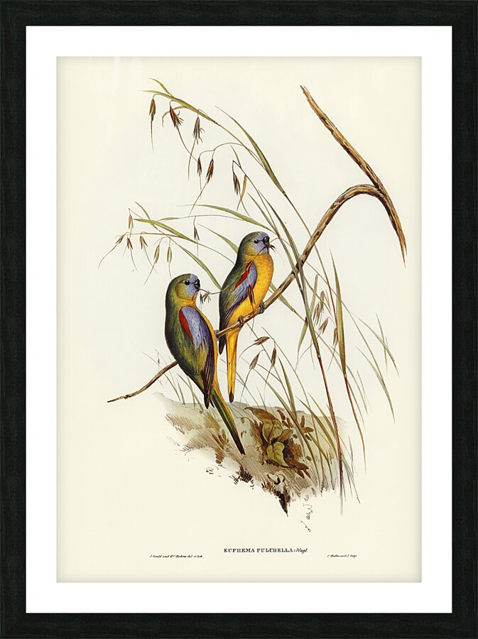Turquoise Parrot Picture Frame print