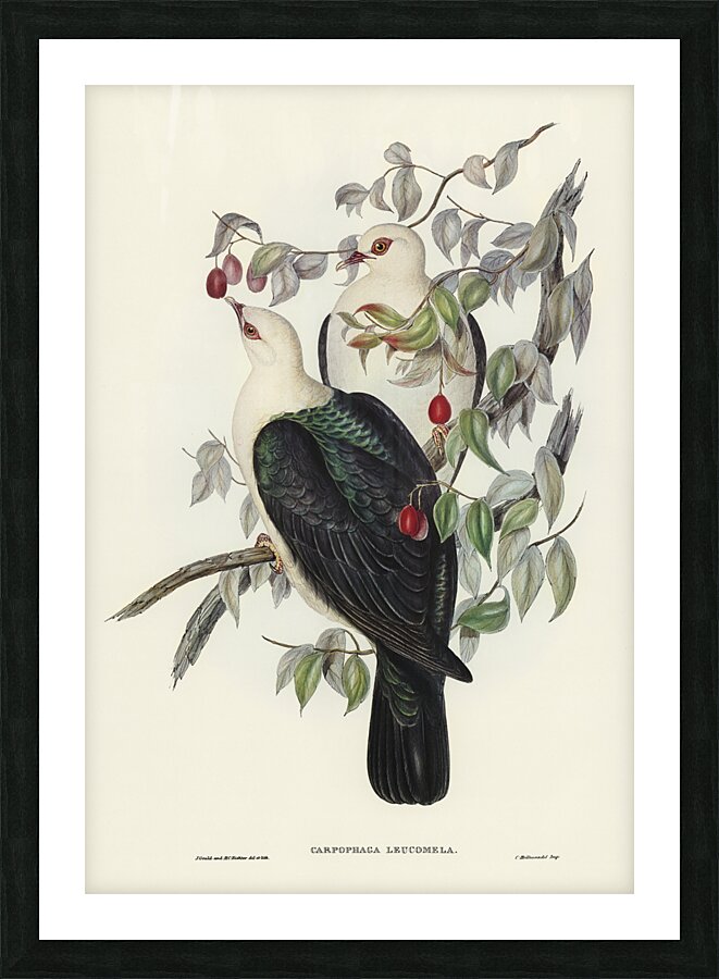 White Headed Pigeon Picture Frame print