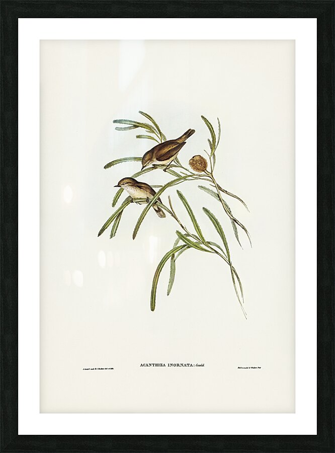 Western Thornbill Picture Frame print