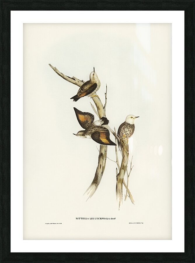 Varied Sittella 2 Picture Frame print
