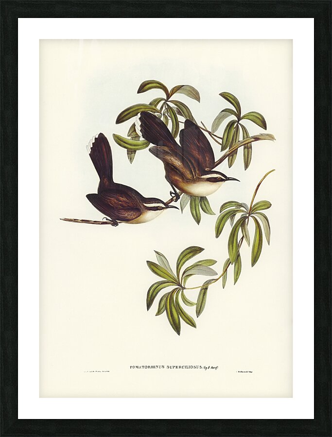 White Browed Babbler Picture Frame print