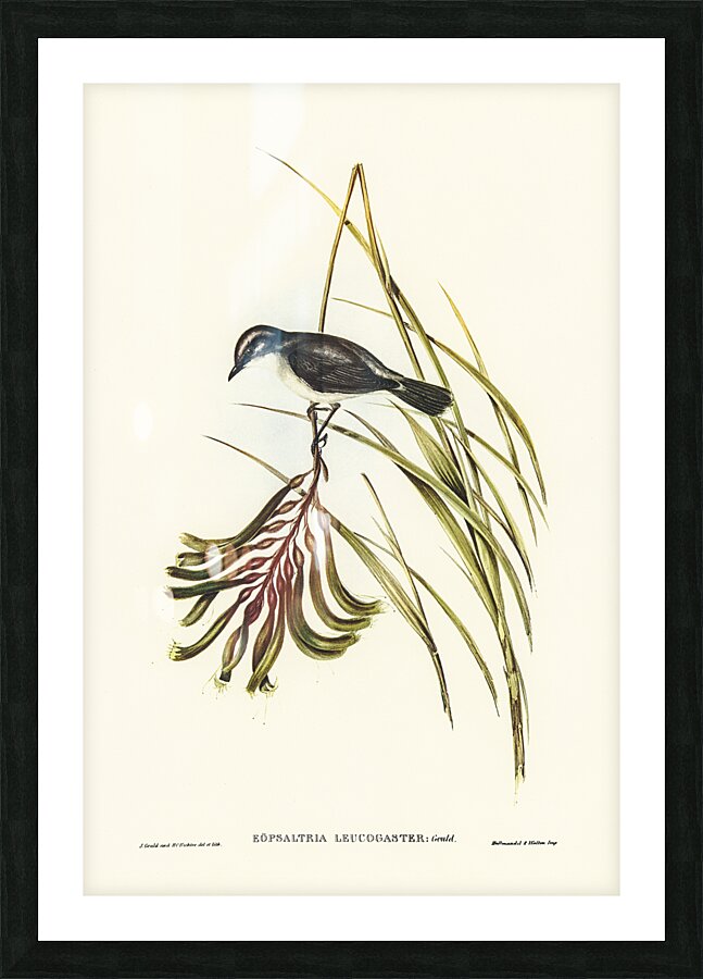 White Breasted Robin Picture Frame print