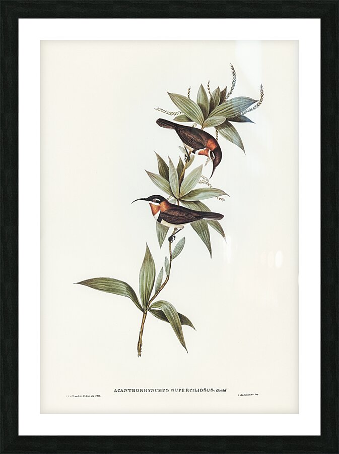 Western Spinebill Picture Frame print