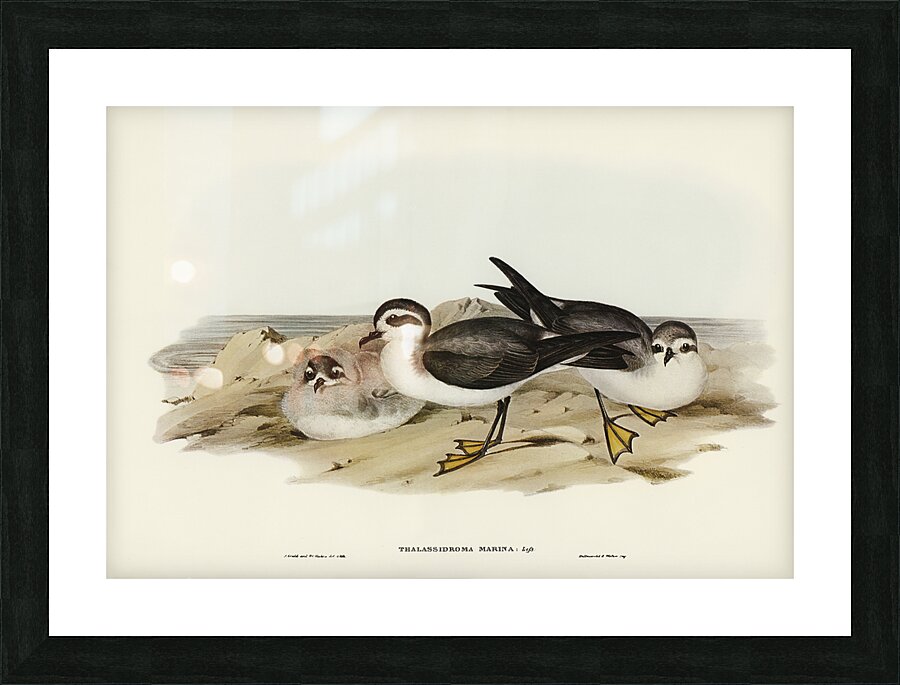 White Faced Storm Petrel Picture Frame print