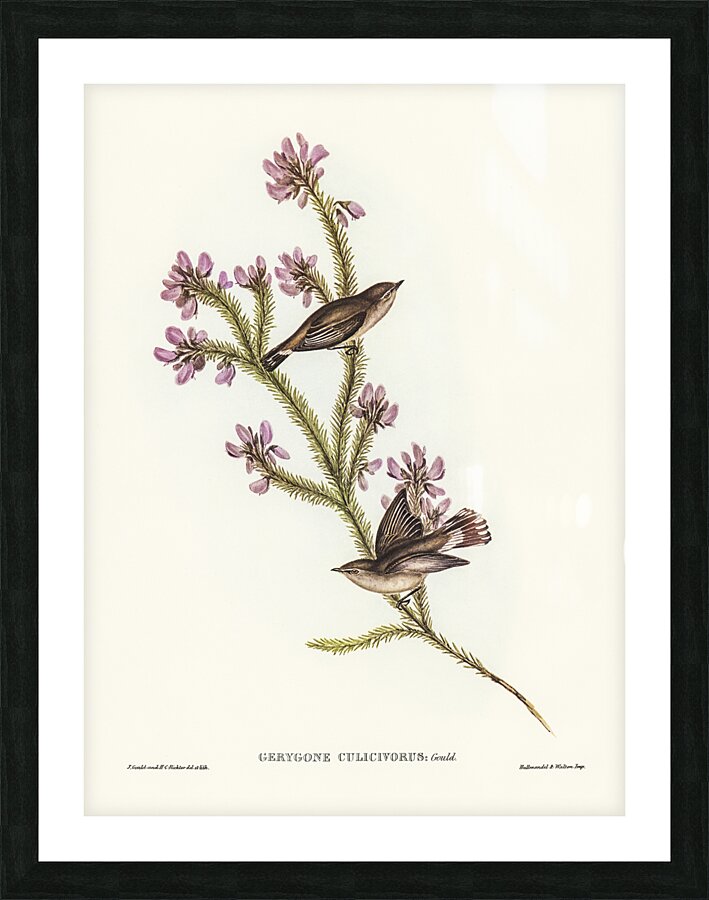 Western Gerygone 2 Picture Frame print