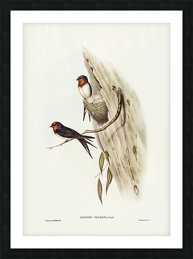 Welcome Swallow Picture Frame print