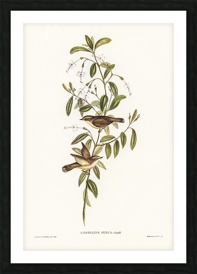 Western Gerygone Picture Frame print