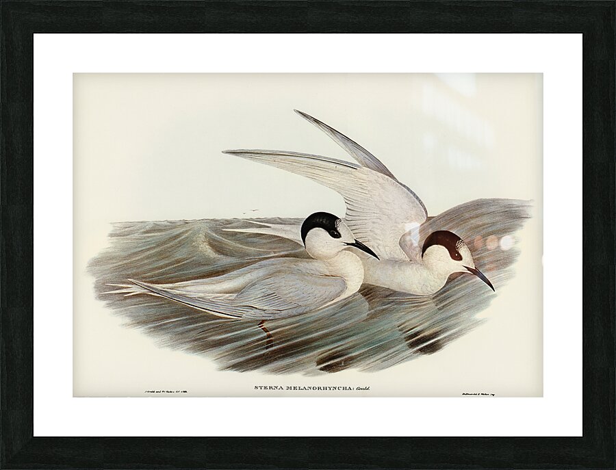 White Fronted Tern Picture Frame print