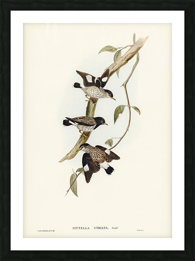 Varied Sittella Picture Frame print