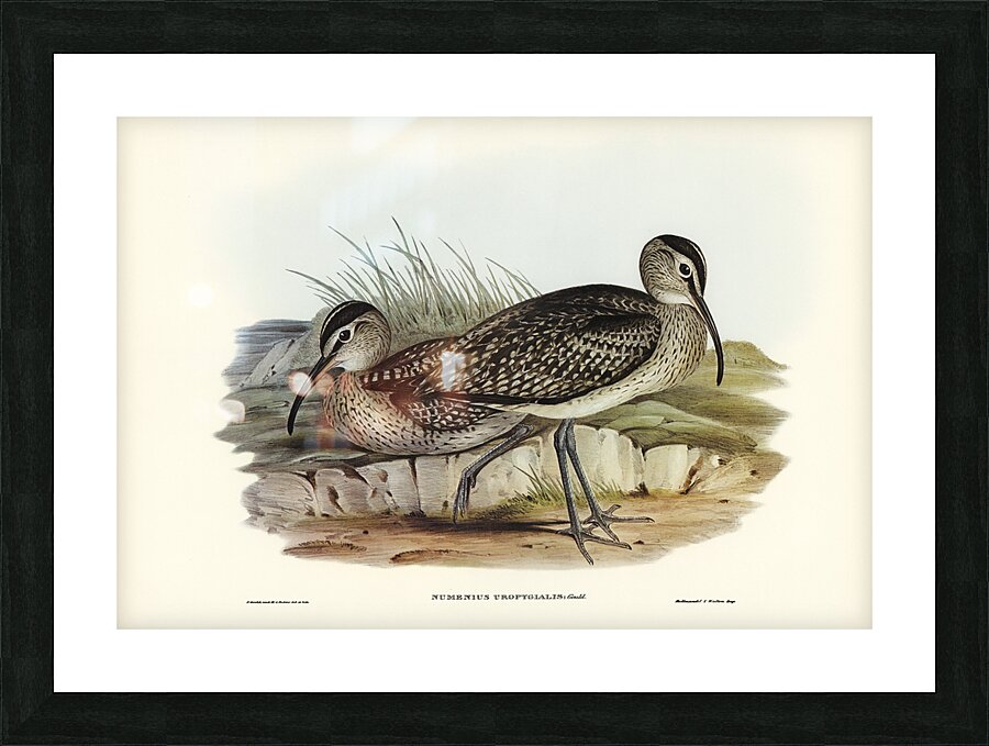 Whimbrel Picture Frame print