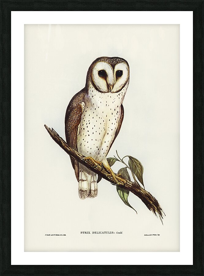 Western Barn Owl Picture Frame print
