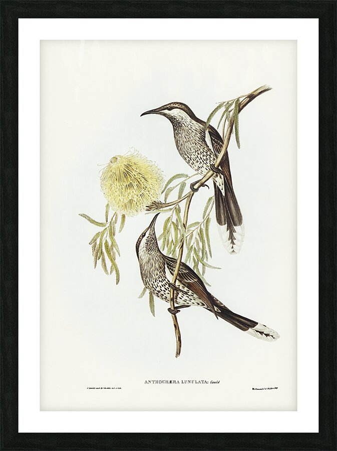Western Wattlebird Picture Frame print