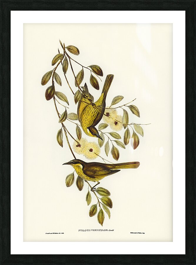 Varied Honeyeater Picture Frame print