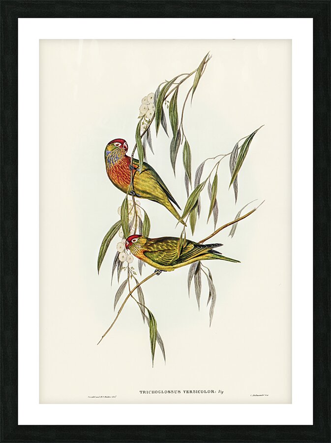 Varied Lorikeet Picture Frame print