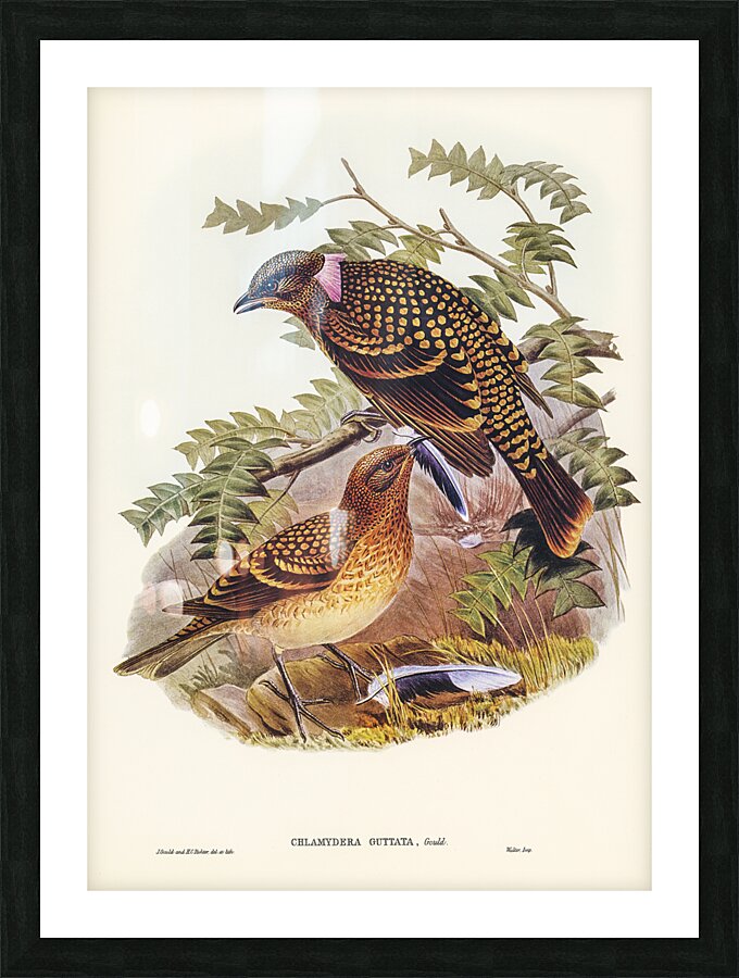 Western Bowerbird Picture Frame print